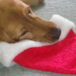 This image has an empty alt attribute; its file name is visions-of-sugarplums.jpg